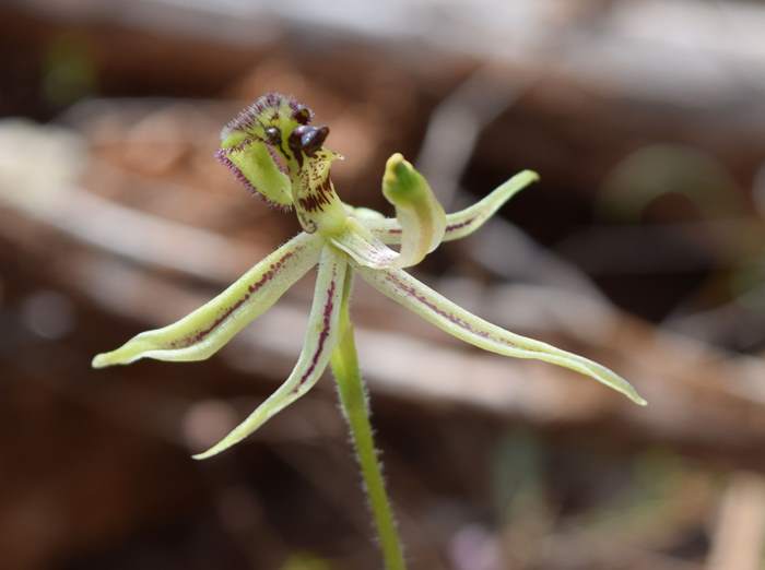 Caladenia barbarossa - Dragon Orchid - Orchid-dragon2-Latham-Sep-2018p0001.JPG